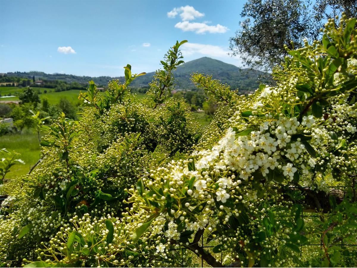 Le Piracante Caiazzo Bagian luar foto